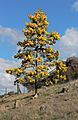 Acacia baileyana 3, Canberra ACT