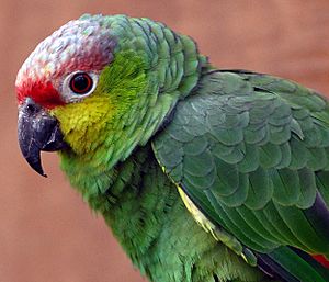 Amazona autumnalis lilacina -Chester Zoo -upper body-8a