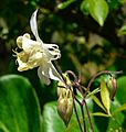 Aquilegia fragrans 2