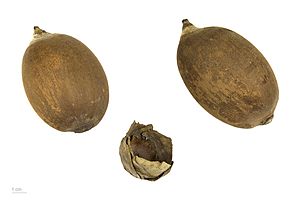 Attalea sp. MHNT.BOT.2008.1.27