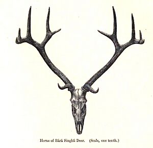 BarasinghaAntler