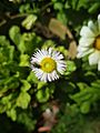 Bellis perennis (1)