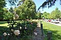 Benalla Rose Garden 003