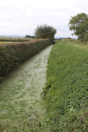 Bussex Rhine