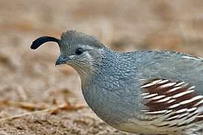 Callipepla gambelii female