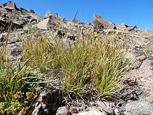 Carex elynoides - blackroot sedge - Flickr - Matt Lavin.jpg