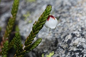 Cassiope mertensiana 9200