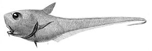 Cetonurus crassiceps2.jpg