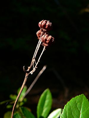 Chimaphila umbellata 26031