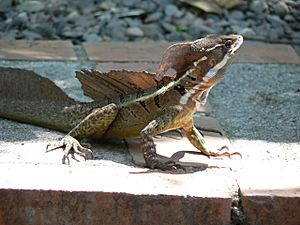 Common basilisk in Costa Rica.jpg