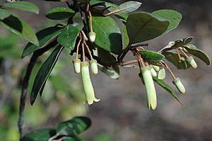 Correa lawrenceana var. glandulifera.jpg