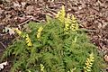 Corydalis-cheilanthifolia-habitus