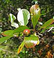 Crataegus crus galli 3