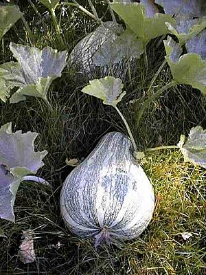 Cucurbita argyrosperma 1.jpg