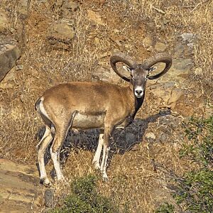 Cyprus mouflon (Ovis gmelini ophion).jpg