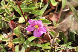 Dissotis sp Bioko201310