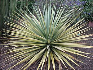 Dracaena tamaranae young specimen.JPG