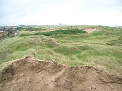 Dunes - Rosa rugosa stands