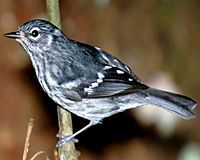 Elfin-woods warbler perched on a tree branch