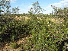 Eremophila granitica habit