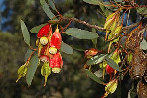 Eucalyptus dolichorhyncha buds