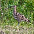 Eurasian Curlew