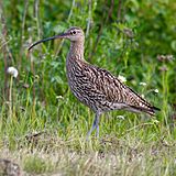 Eurasian Curlew.jpg