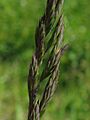 Festuca rubra detail