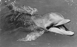 Flipper 1964 2