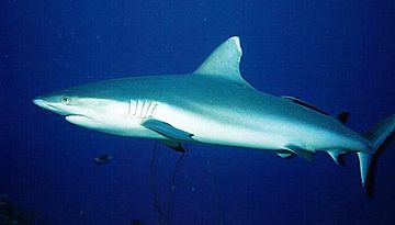 Grey reef shark2