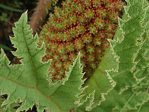 Gunnera tinctoria P2051284.jpg