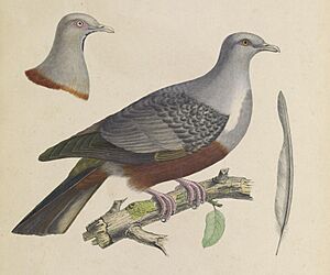Iconographie des pigeons (8100062636) (cropped)