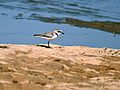 Kentish plover I2 IMG 9384