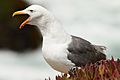 Larus occidentalis, long call