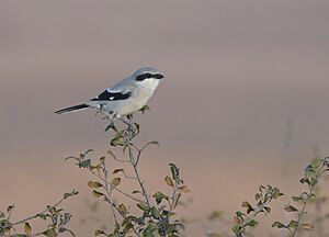 Loggerhead Shrike (30725390920).jpg