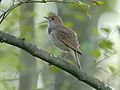 Luscinia luscinia -Gugny, Biebrza National Park, Poland-8