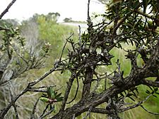 Melaleuca cuticularis (fruits)