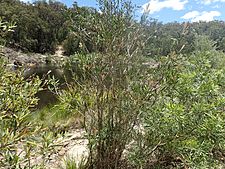 Melaleuca flavovirens habit