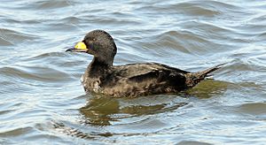 Melanitta americana Barnegat NJ.jpg