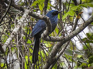 Melanotis caerulescens - Victoria.jpg