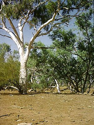 Moonah Creek 'Hanging Tree' (1964)