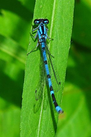 Northern Bluet, male.jpg