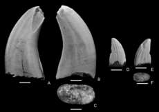 Paronychodon