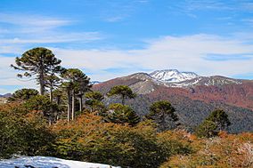 Parque Nacional Villarrica 14.jpg