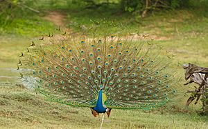 Peacock Dance