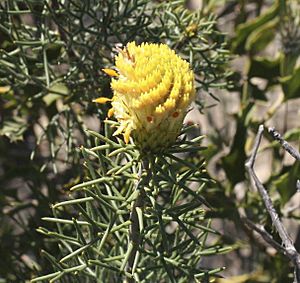 Petrophile drummondii.jpg