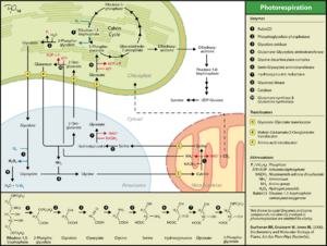 Photorespiration eng