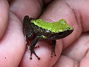 Pristimantis acerus 26589924 (cropped).jpg