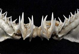 Pseudocarcharias kamoharai lower teeth