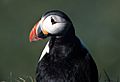 Puffin2-1